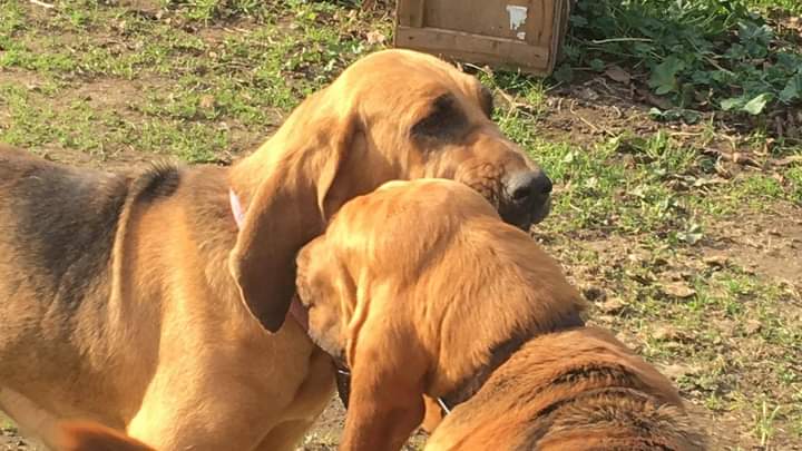 Cane molecolare segue la pista e ritrova la sorella dispersa
