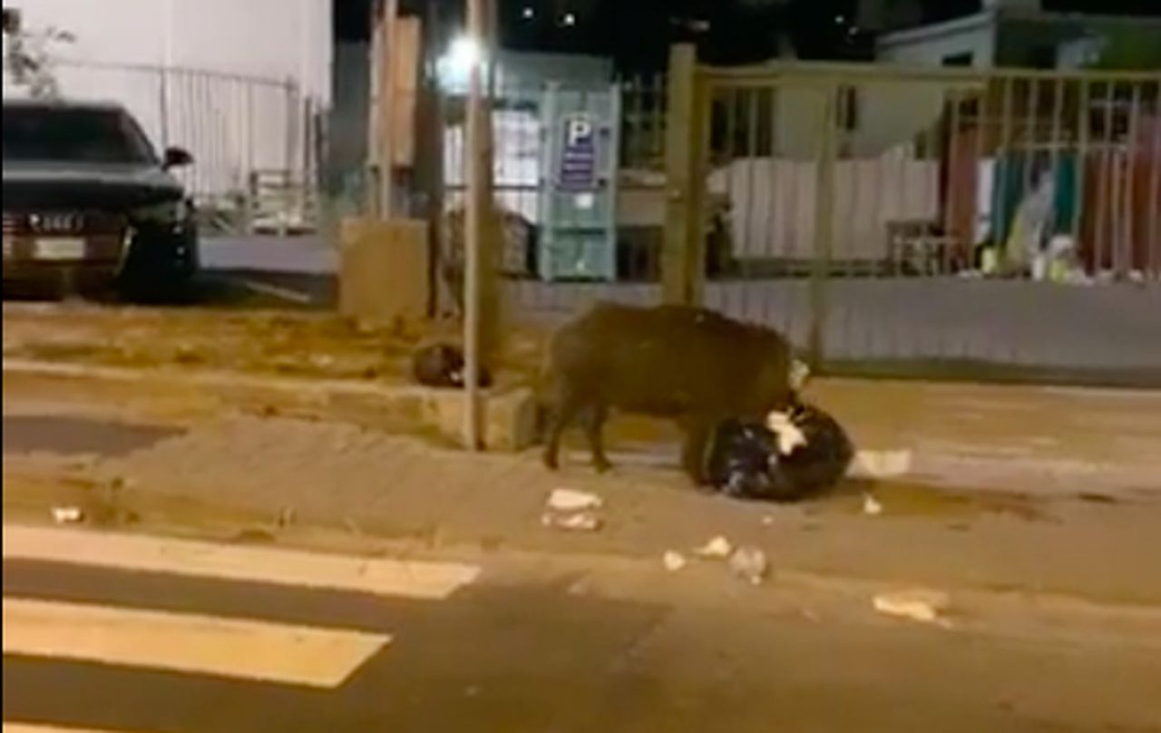 Cinghiale sorpreso a banchettare per strada a Camporosso. Video