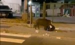 Cinghiale sorpreso a banchettare per strada a Camporosso. Video