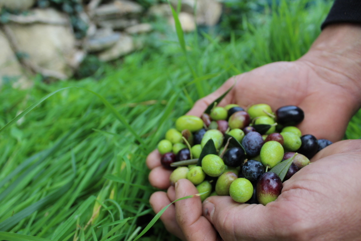 La consegna dell’olio di Capaci