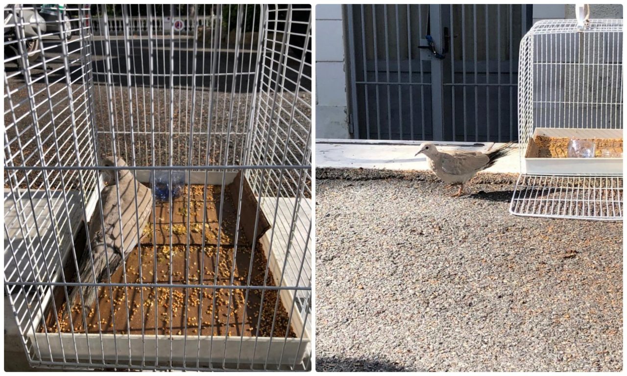 I Rangers d’Italia recuperano una tortora ferita a Sanremo