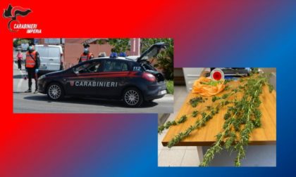 Denunciato uomo con pianta di marijuana di due metri sul balcone