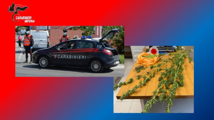 Denunciato uomo con pianta di marijuana di due metri sul balcone