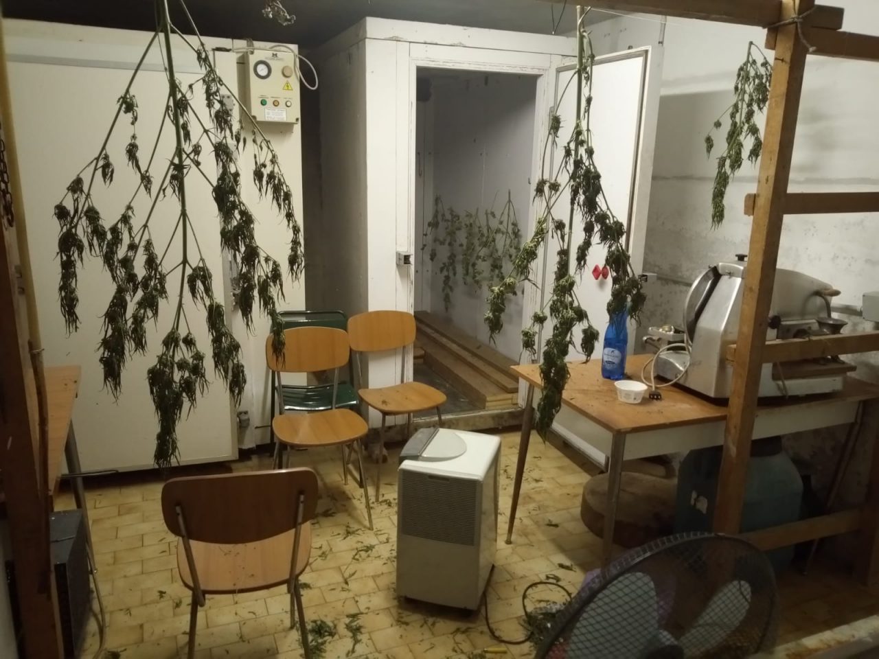 Polizia arresta 27enne con “solo” 10 Kg di marijuana  in casa