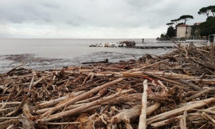 Raccolta della legna sulla spiaggia a Camporosso: ora si può, ma leggete l'ordinanza