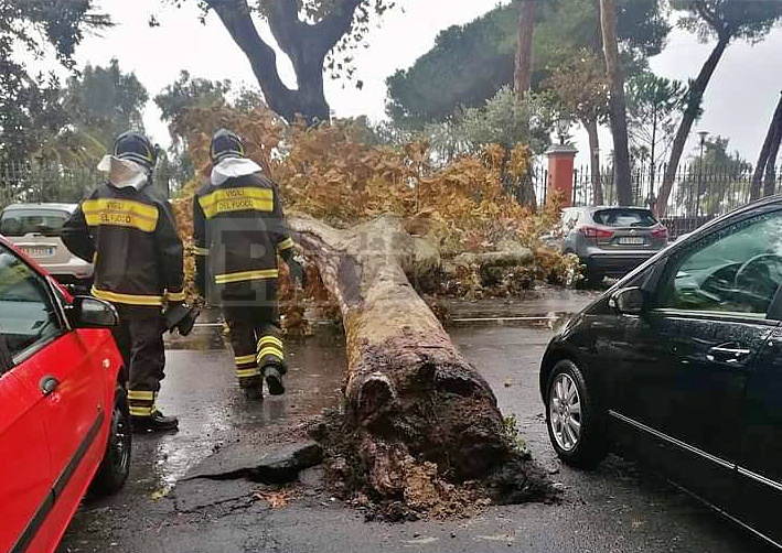 Platano albero crollato giardini via vittorio veneto Ventimiglia_03