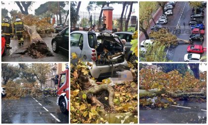 Crolla platano a Ventimiglia: coinvolte 3 auto in sosta, distrutta una Smart. Foto