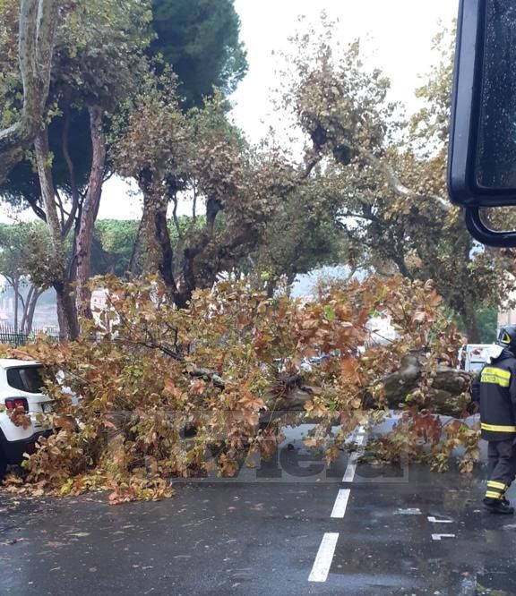 Platano albero crollato giardini via vittorio veneto Ventimiglia_03_03