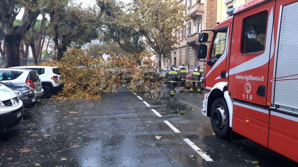 Platano albero crollato giardini via vittorio veneto Ventimiglia_03_04