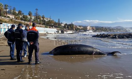 Uno zifio di 5 metri spiaggiato sull'Imperatrice di Sanremo. Foto e Video