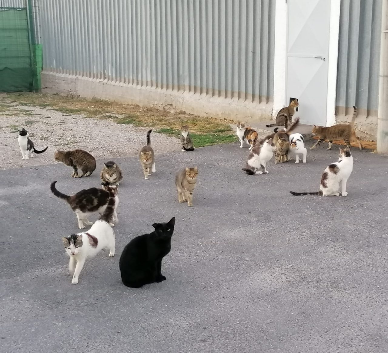 Dramma al gattile di Ventimiglia. L’appello dell’Enpa