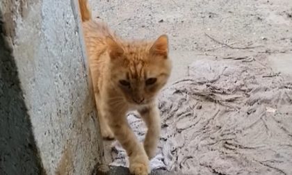 Micio superstite fa ritorno al gattile di Ventimiglia