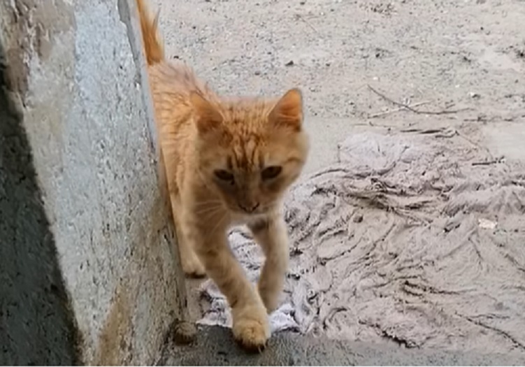Micio superstite fa ritorno al gattile di Ventimiglia