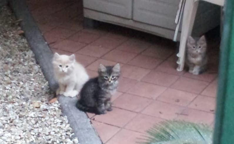 Tutti sistemati i mici sopravvissuti al dramma del gattile di Ventimiglia