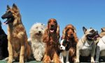 Tutto pronto per il Bordighera Dog Show