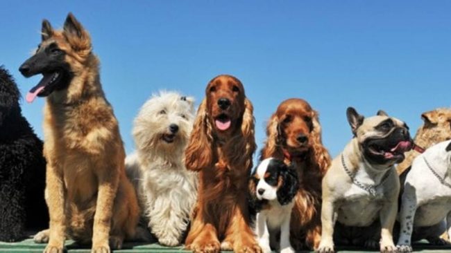 La Riviera festeggia la Giornata del Cane: mandateci le foto dei vostri amici a 4 zampe!