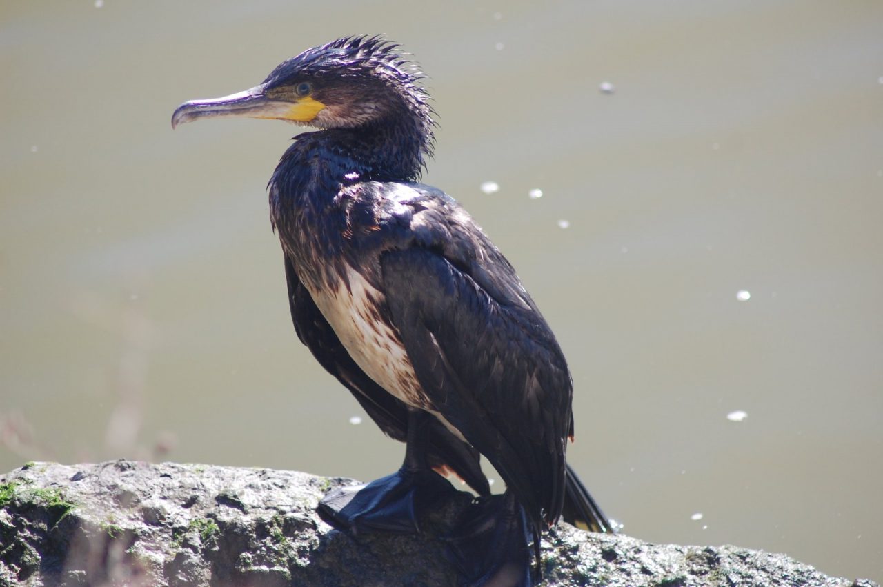 Caccia troppi cormorani il Liguria ok all’abbattimento di 60 capi