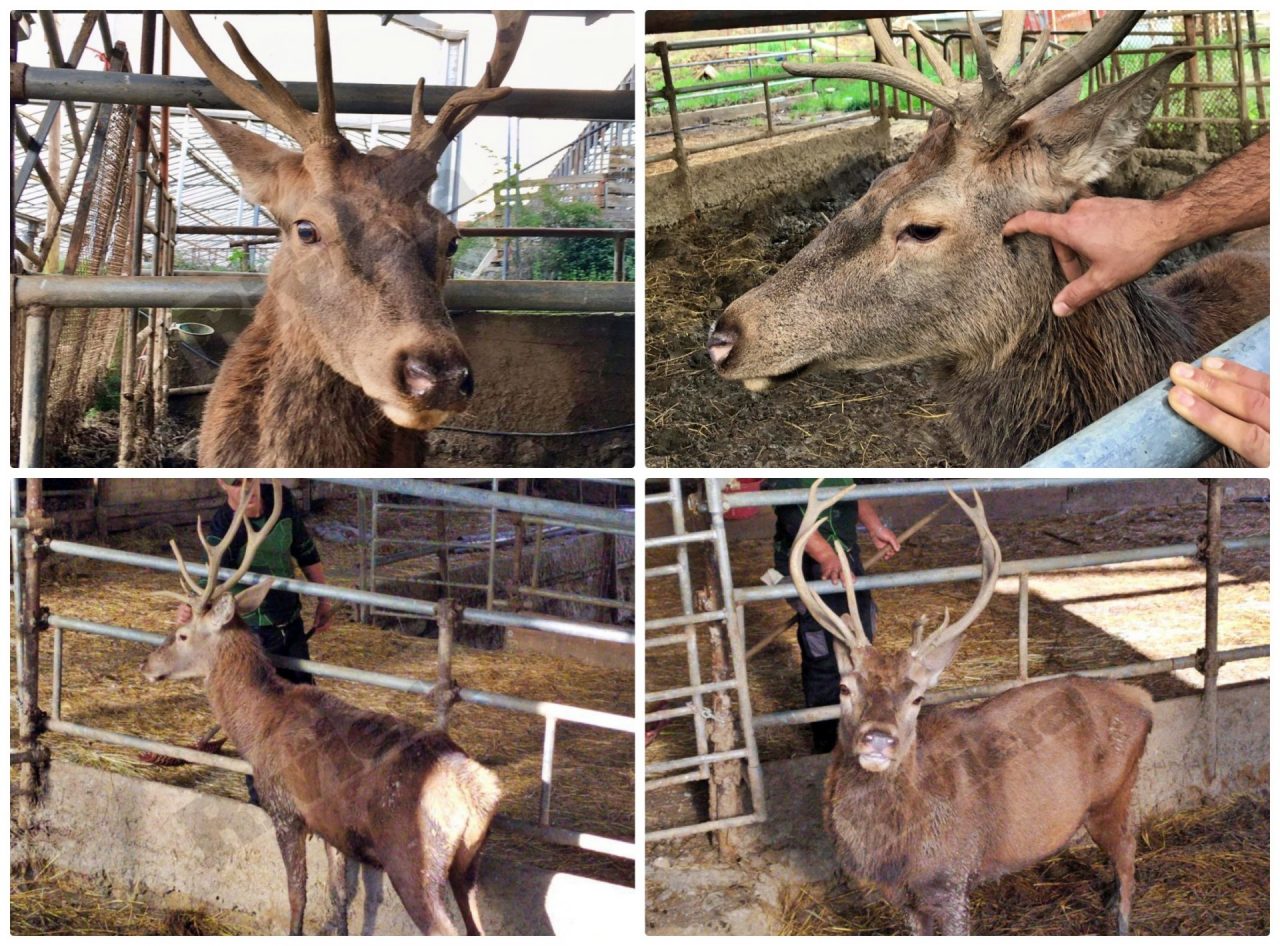 Comune adotta il cervo dell’agriturismo che ha chiuso e lo salva dal trasferimento