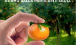 Anche Coop Liguria in soccorso delle clementine calabresi "troppo piccole"