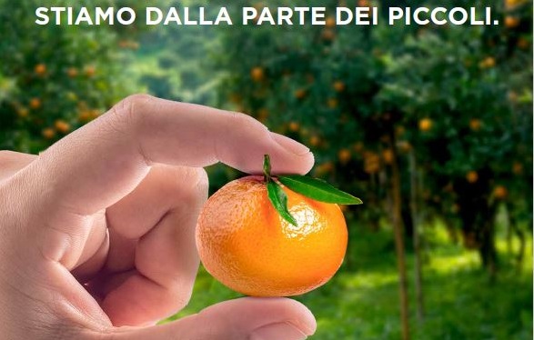 Anche Coop Liguria in soccorso delle clementine calabresi “troppo piccole”