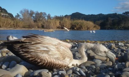 Muore un fenicottero nell'oasi del Nervia, esplode l'ira degli ambientalisti