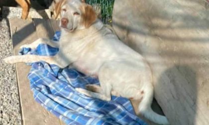 Cane terrorizzato dai botti di Capodanno scappa di casa in preda al panico