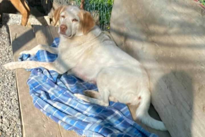 Cane terrorizzato dai botti di Capodanno scappa di casa in preda al panico