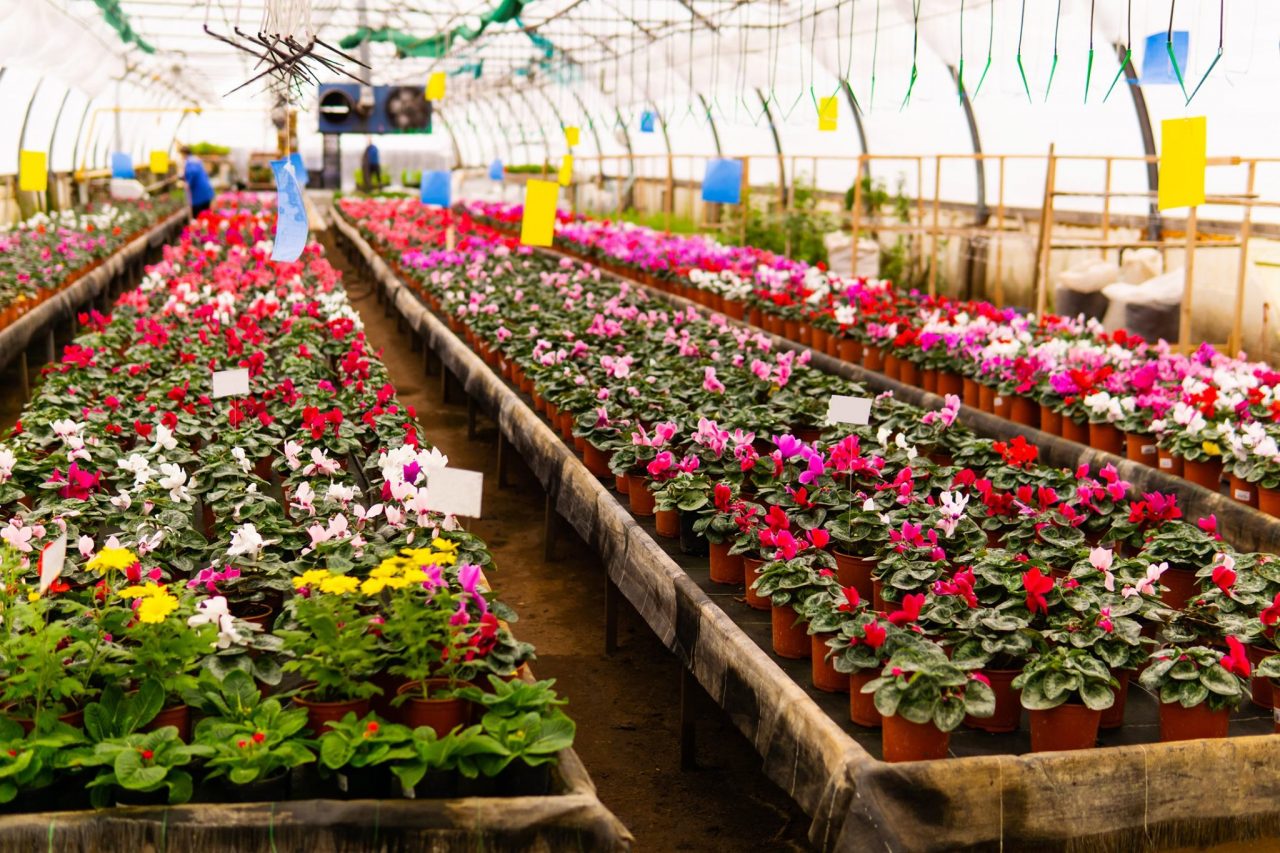 L’Istituto regionale per la Floricultura cerca collaboratori