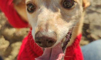 Cagnolino muore dopo essere stato aggredito da 4 cani lupo