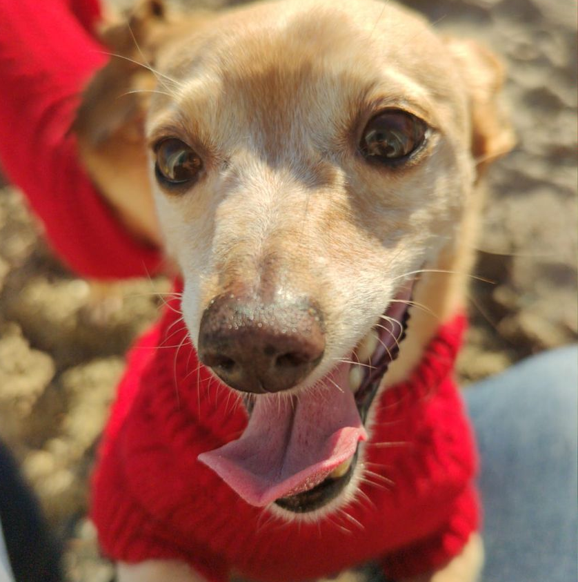 Cagnolino muore dopo essere stato aggredito da 4 cani lupo