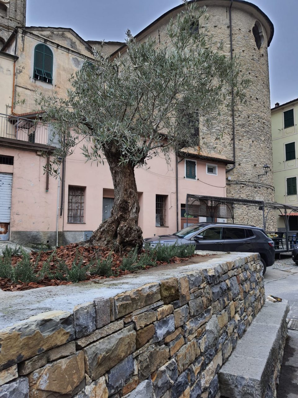 Un ulivo come segnale di speranza e rinascita