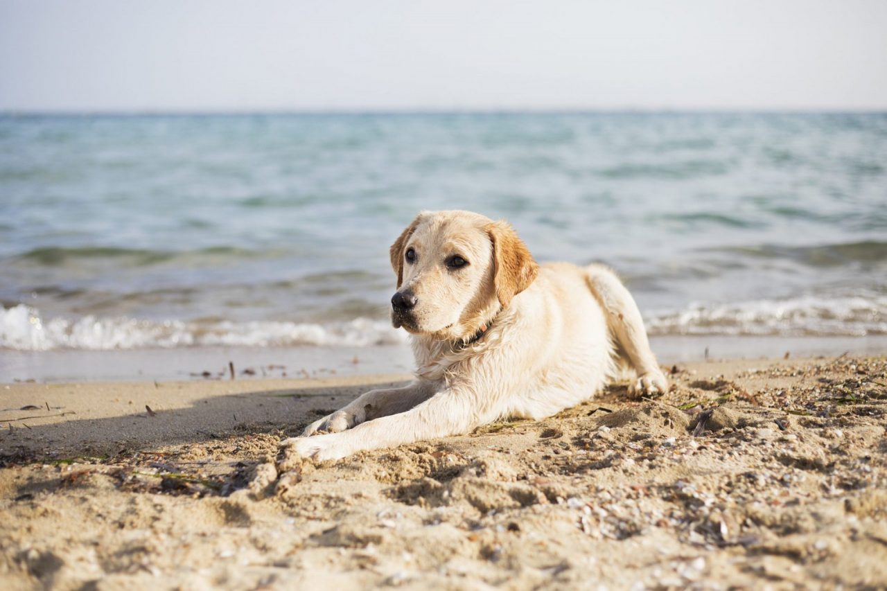 Due nuove spiagge per cani a Sanremo