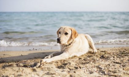 Due nuove spiagge per cani a Sanremo