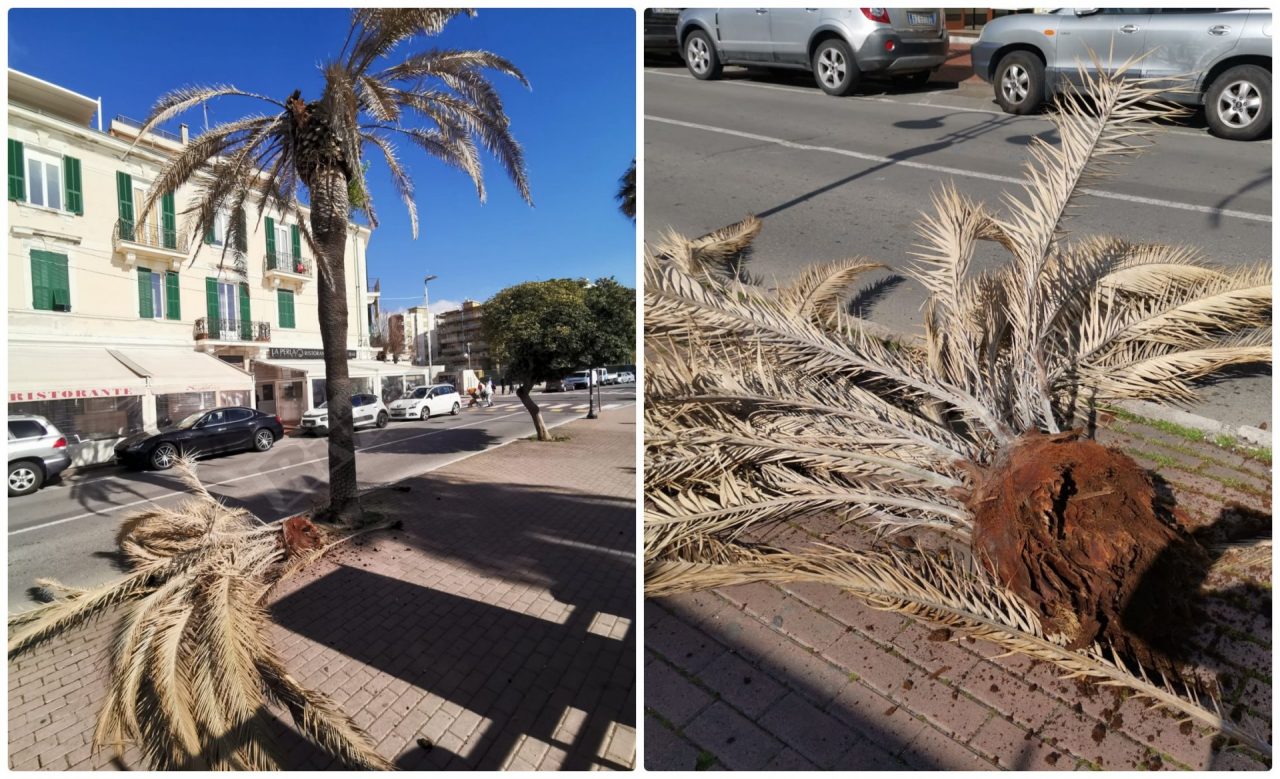 Crolla parte di una palma sul lungomare di Ventimiglia