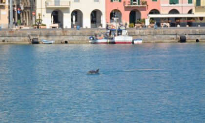 Un delfino amico di Imperia avvistato nel porto di Oneglia, le foto