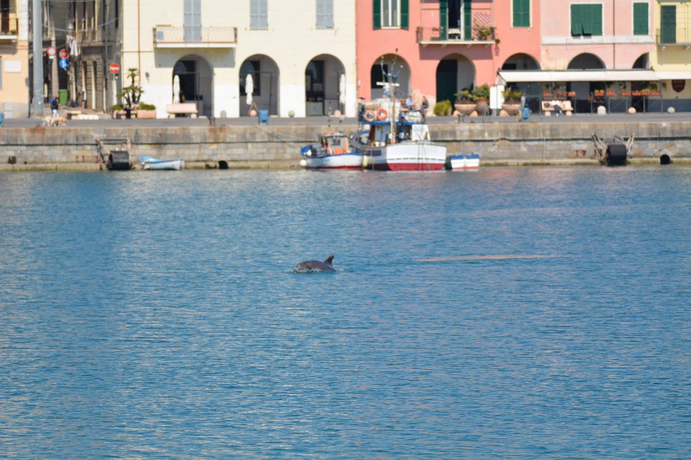 Delfino porto di Oneglia