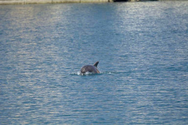 Delfino porto di Oneglia_03