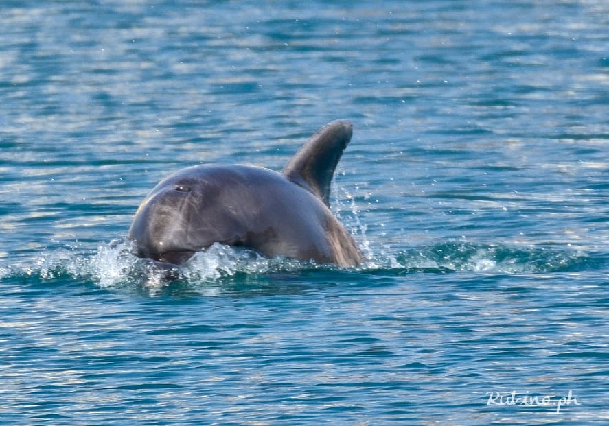 Delfino porto di Oneglia_05