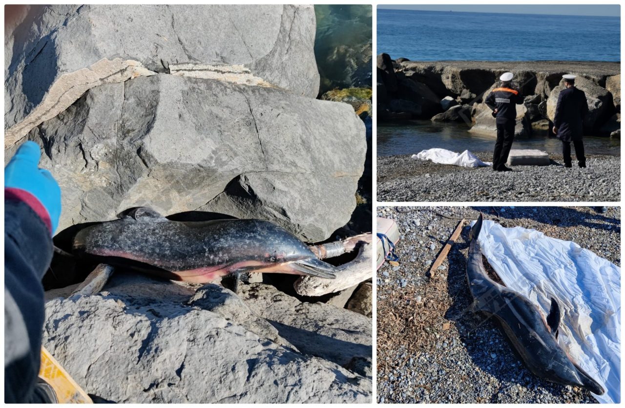Trovato un delfino incastrato tra gli scogli a Ventimiglia. Foto