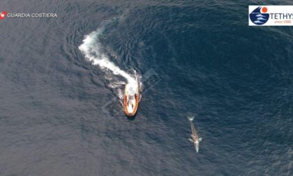 Misurata col drone: Wally la balenottera grigia in tour nel Mediterraneo