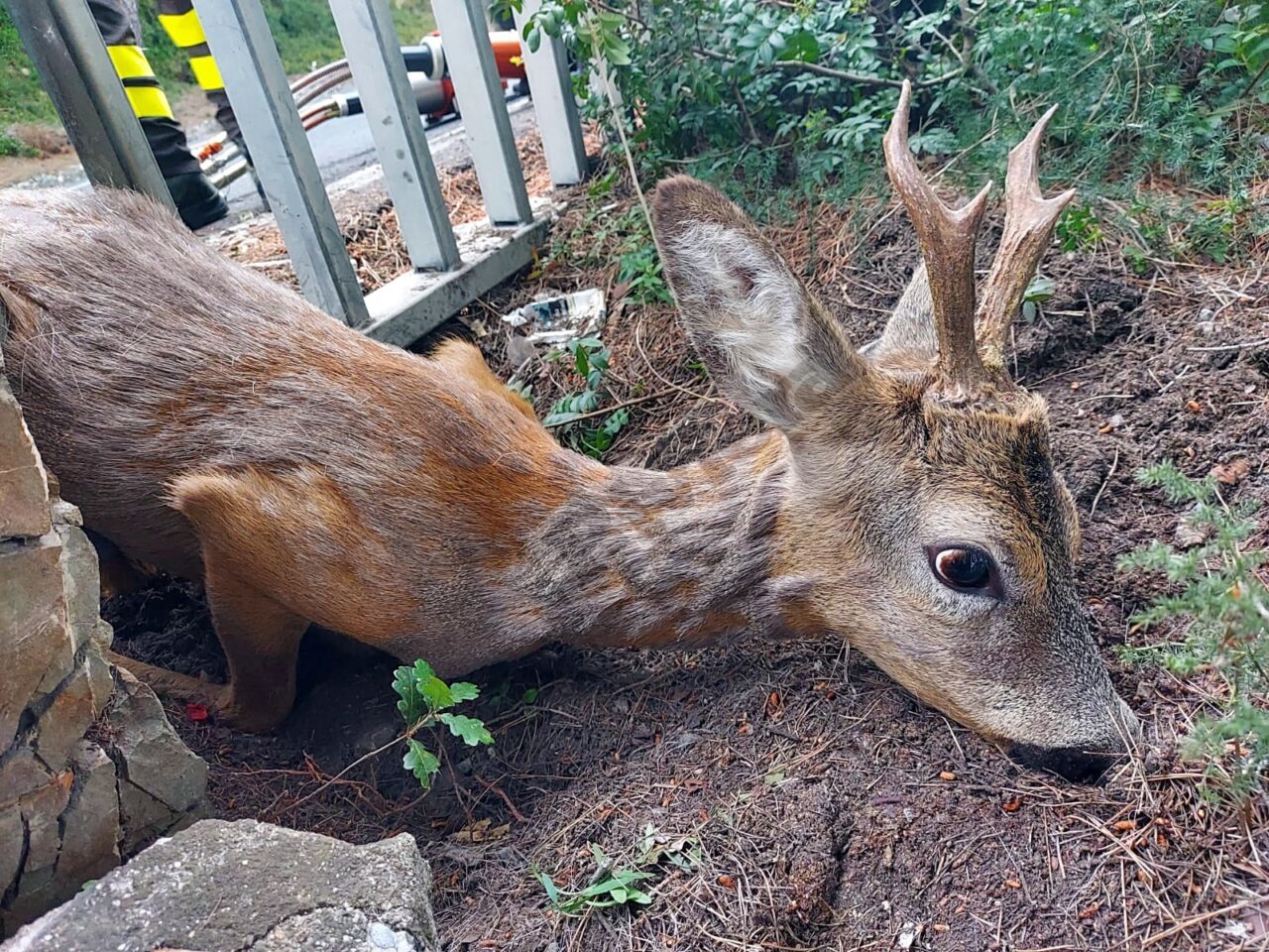 Vigili del fuoco salvano capriolo incastrato in una ringhiera
