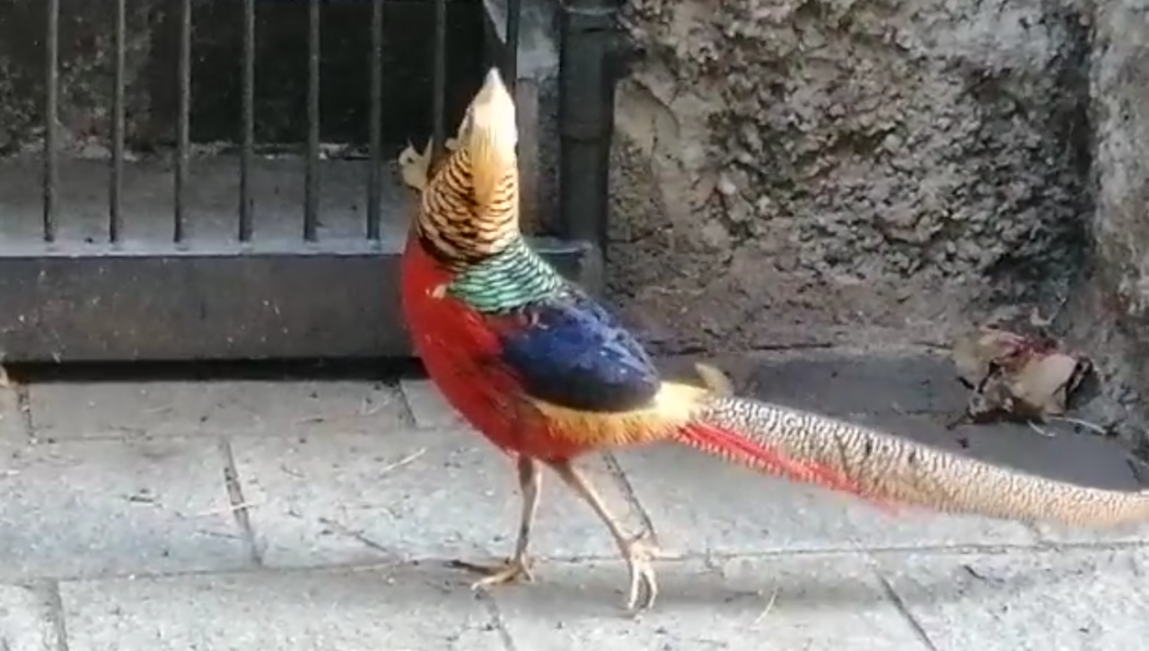 Il video del fagiano dorato catturato in corso Garibaldi a Sanremo