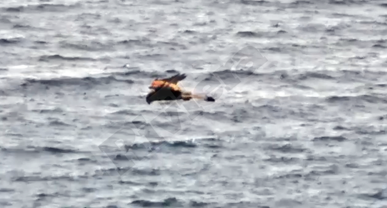 Un falco avvistato in volo sul porto di Bordighera. Video