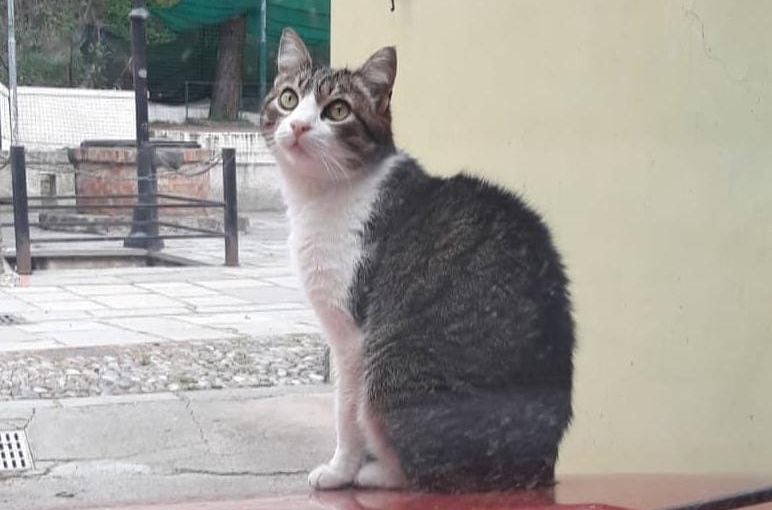 Sbranata da un cane “Codamozza”, era la gatta mascotte di San Lorenzo al mare
