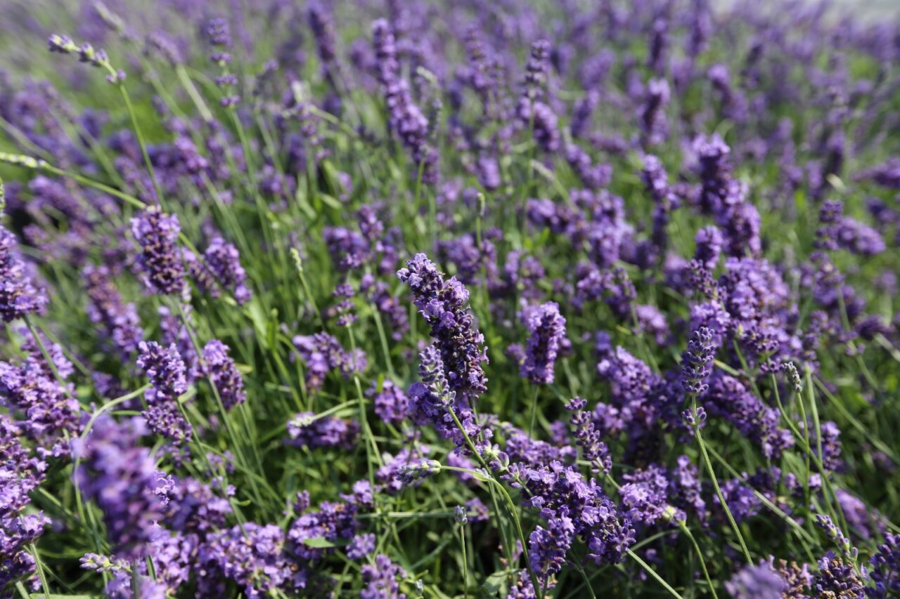Il Centro Italiano Lavanda presenta al Floriseum gli eventi della stagione