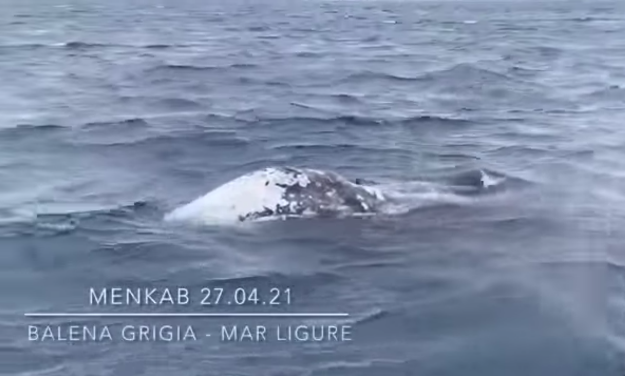 La balena grigia Wally nuota nel Mar Ligure. Video