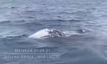 La balena grigia Wally nuota nel Mar Ligure. Video