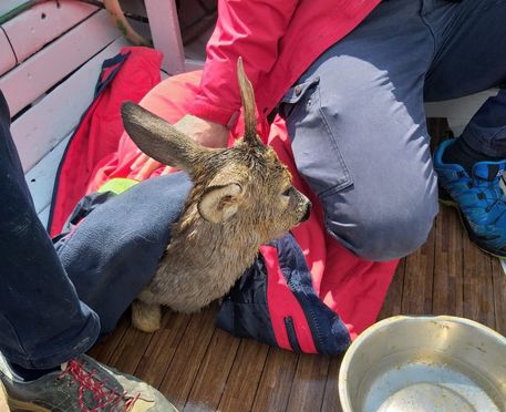 Salvato cucciolo di Capriolo finito in mare