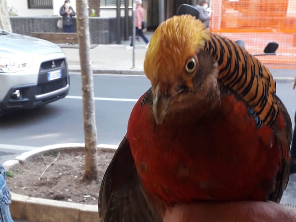 Fagiano a passeggio in centro a Sanremo
