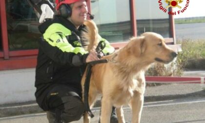 Morto a 14 anni "Lucky" il cane vigile del fuoco di Imperia